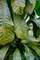 Botanica