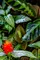Botanica