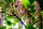 Botanica
