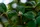 Botanica