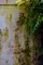 Botanica