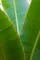 Botanica