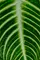 Botanica