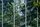 Botanica