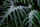 Botanica