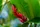 Botanica