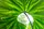 Botanica