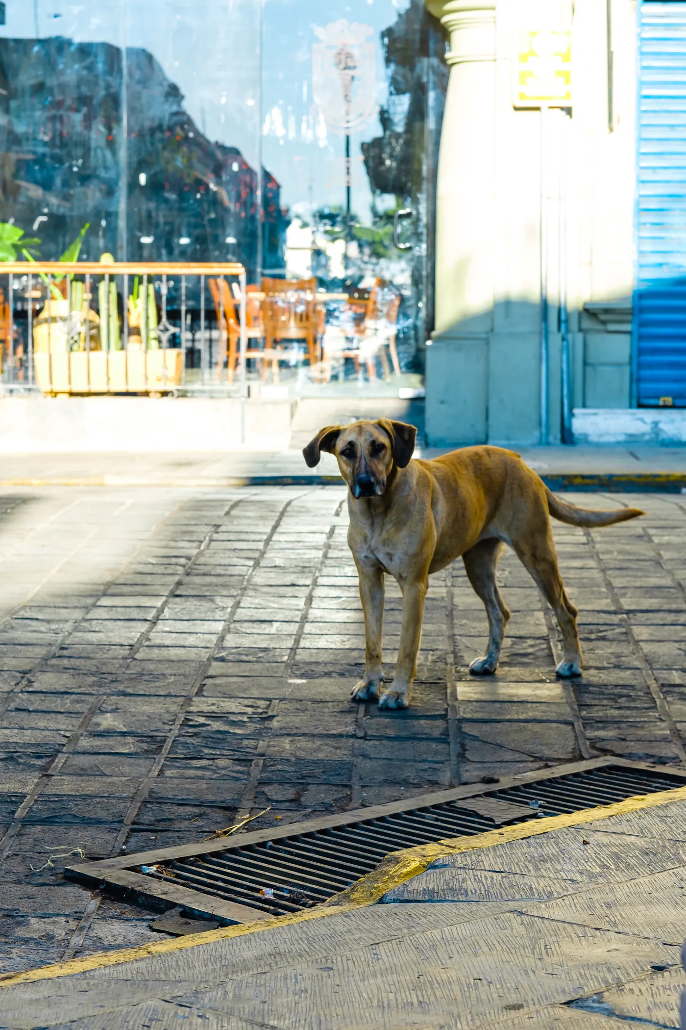 Oaxaca 1