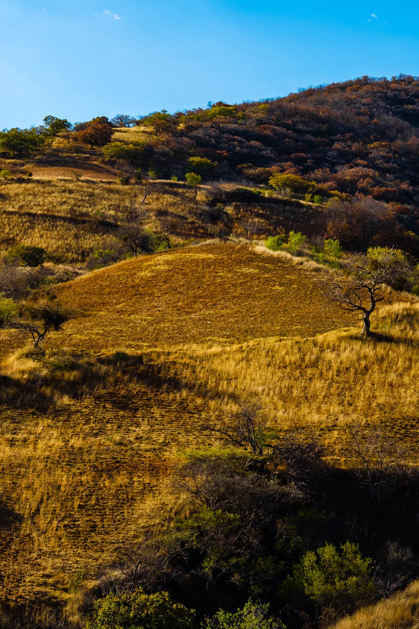 Oaxaca 1