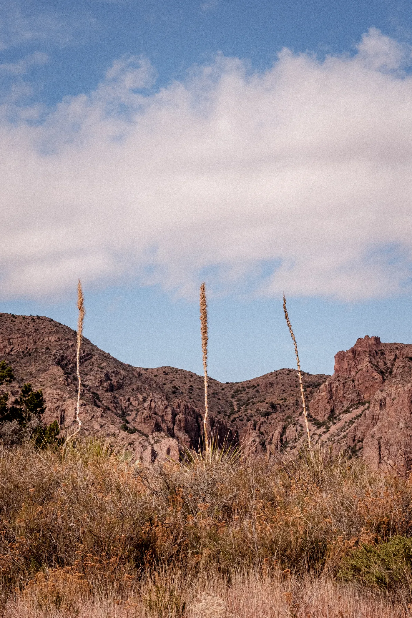 Terlingua