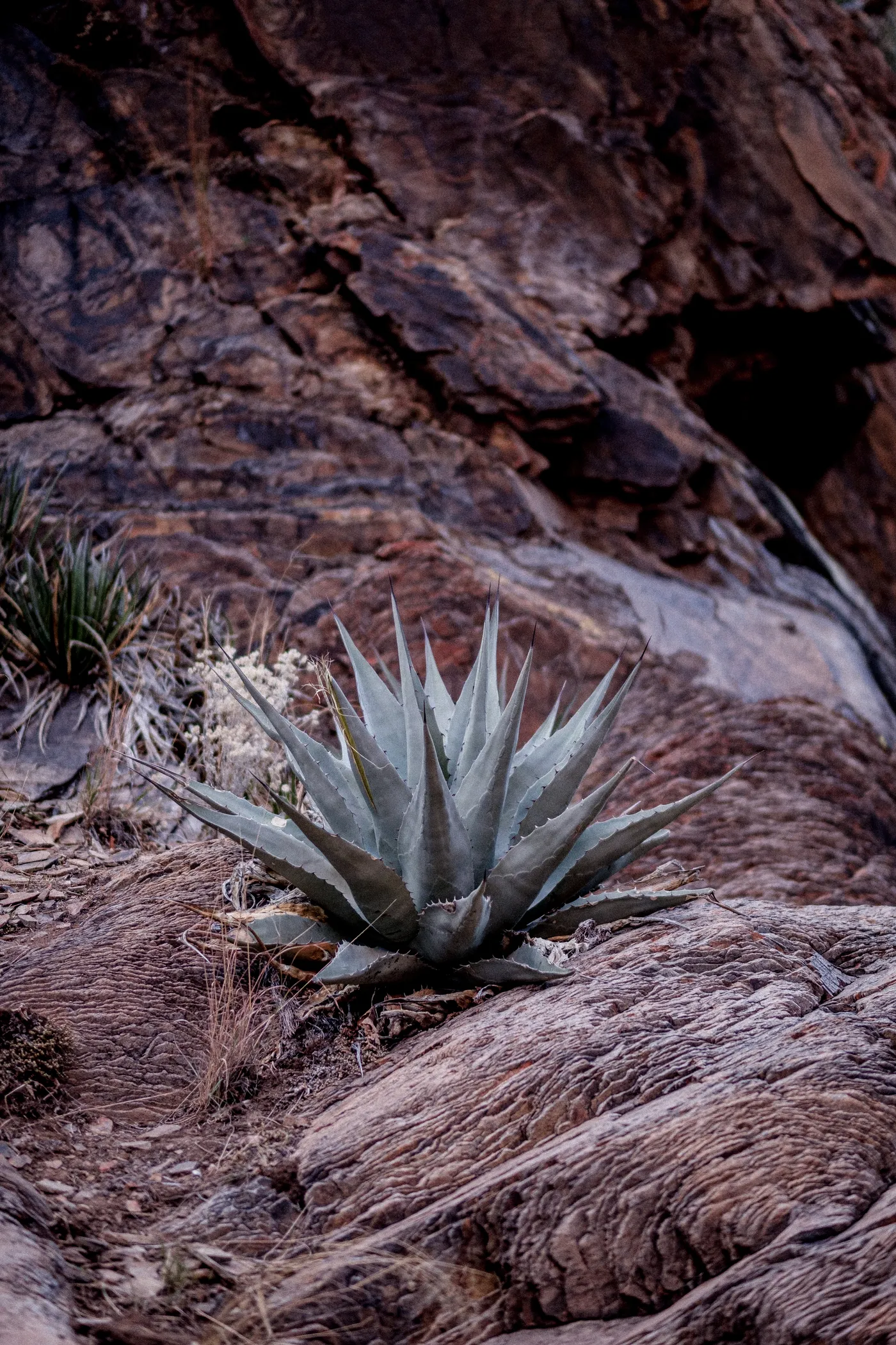 Terlingua